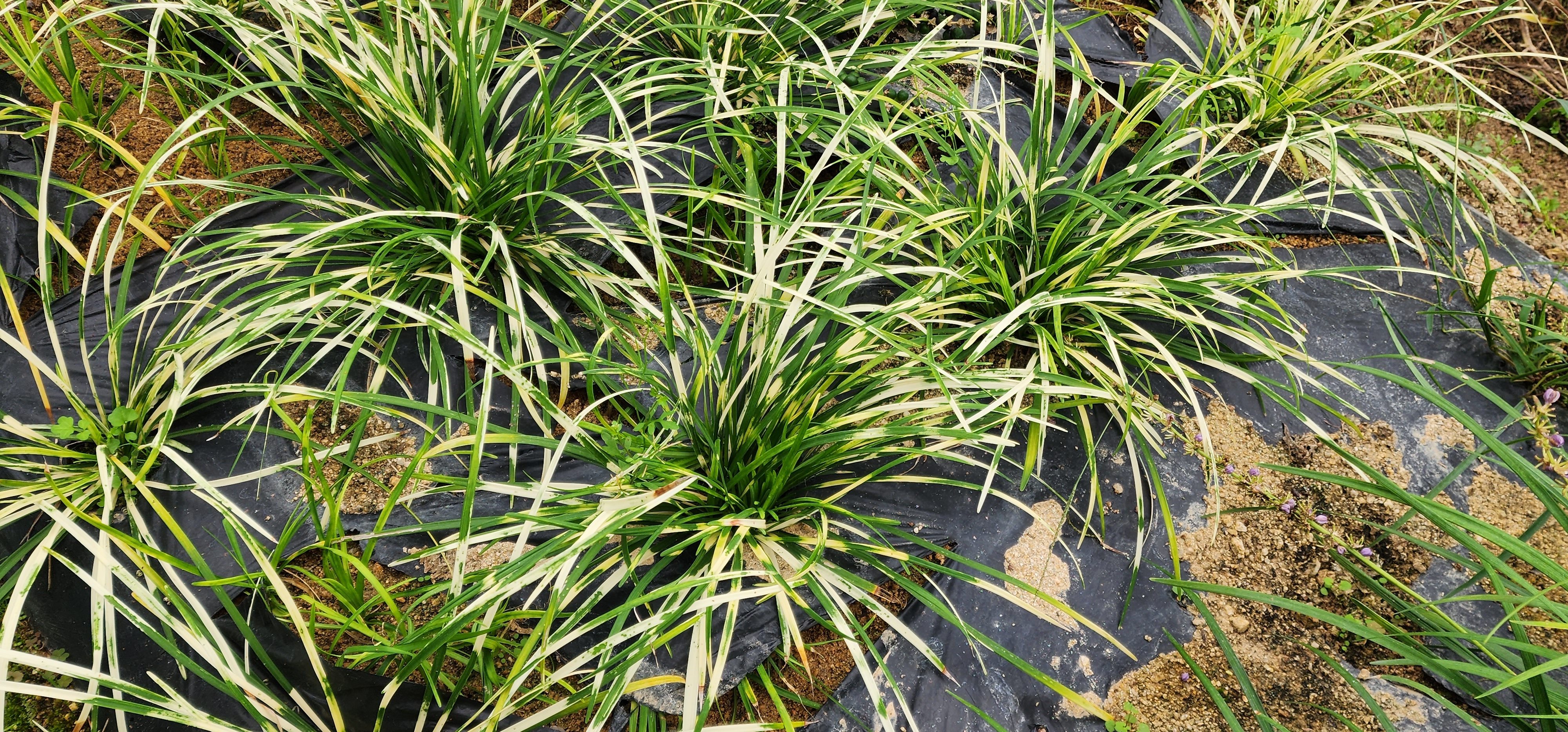 Liriope platyphylla 'URI2022-35'